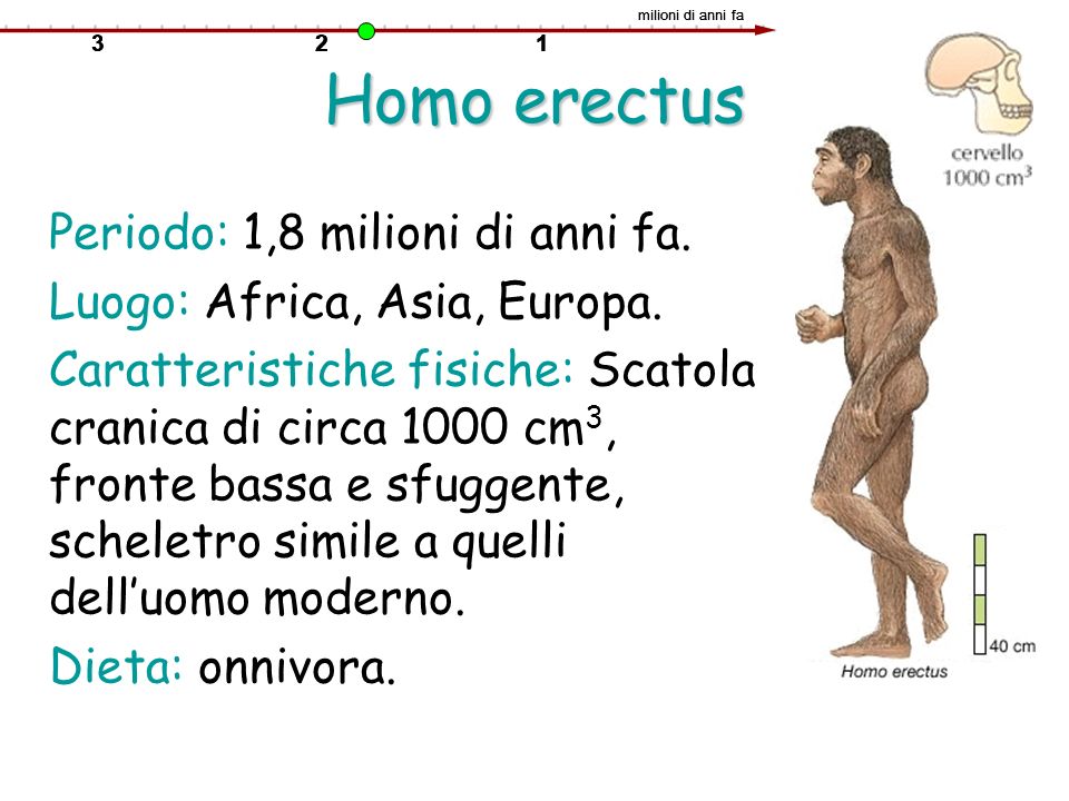 Homo erectus Periodo: 1,8 milioni di anni fa.