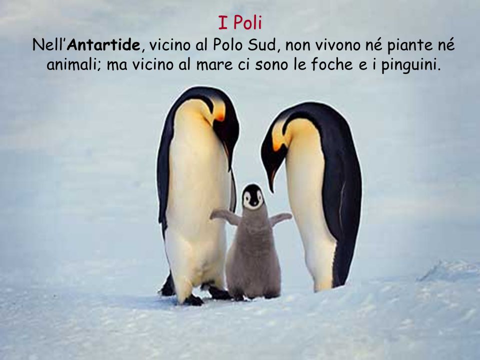 I Poli Nell’Antartide, vicino al Polo Sud, non vivono né piante né animali; ma vicino al mare ci sono le foche e i pinguini.