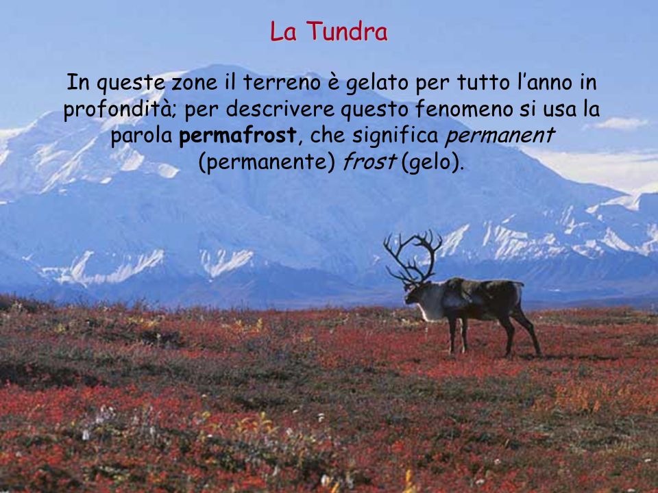 La Tundra
