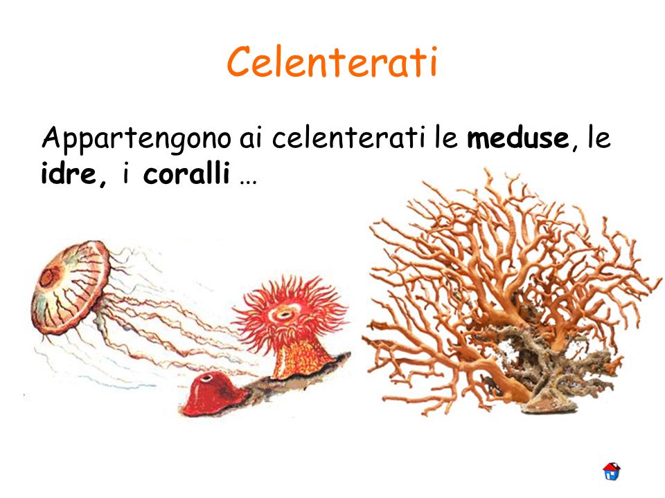 Celenterati Appartengono ai celenterati le meduse, le idre, i coralli …