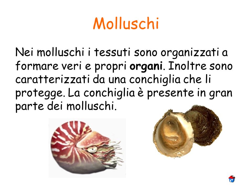 Molluschi
