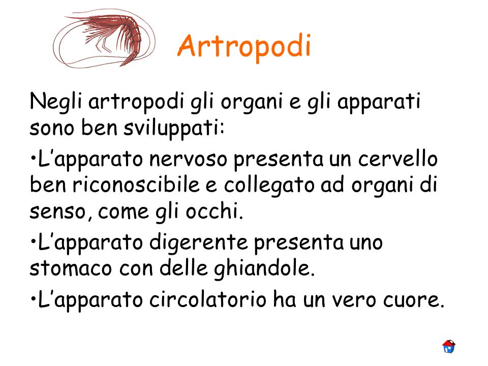 Artropodi Negli artropodi gli organi e gli apparati sono ben sviluppati: