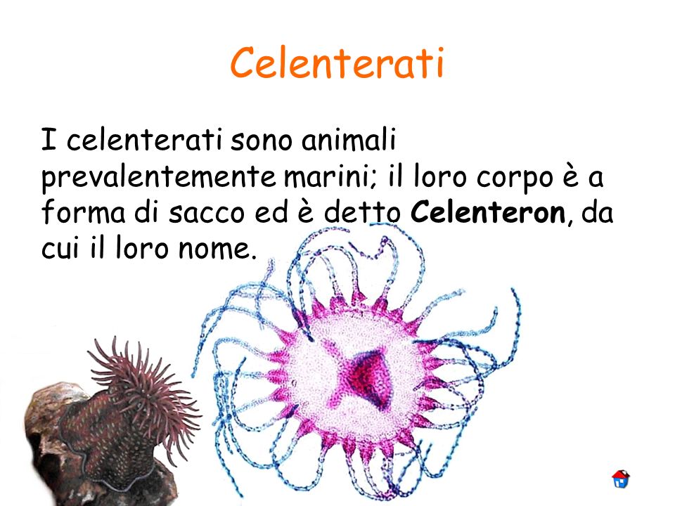 Celenterati I celenterati sono animali prevalentemente marini; il loro corpo è a forma di sacco ed è detto Celenteron, da cui il loro nome.