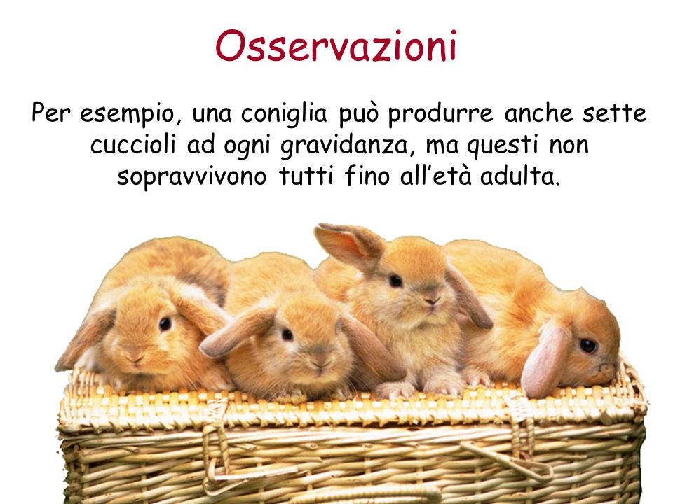 Osservazioni Per esempio, una coniglia può produrre anche sette cuccioli ad ogni gravidanza, ma questi non sopravvivono tutti fino all’età adulta.