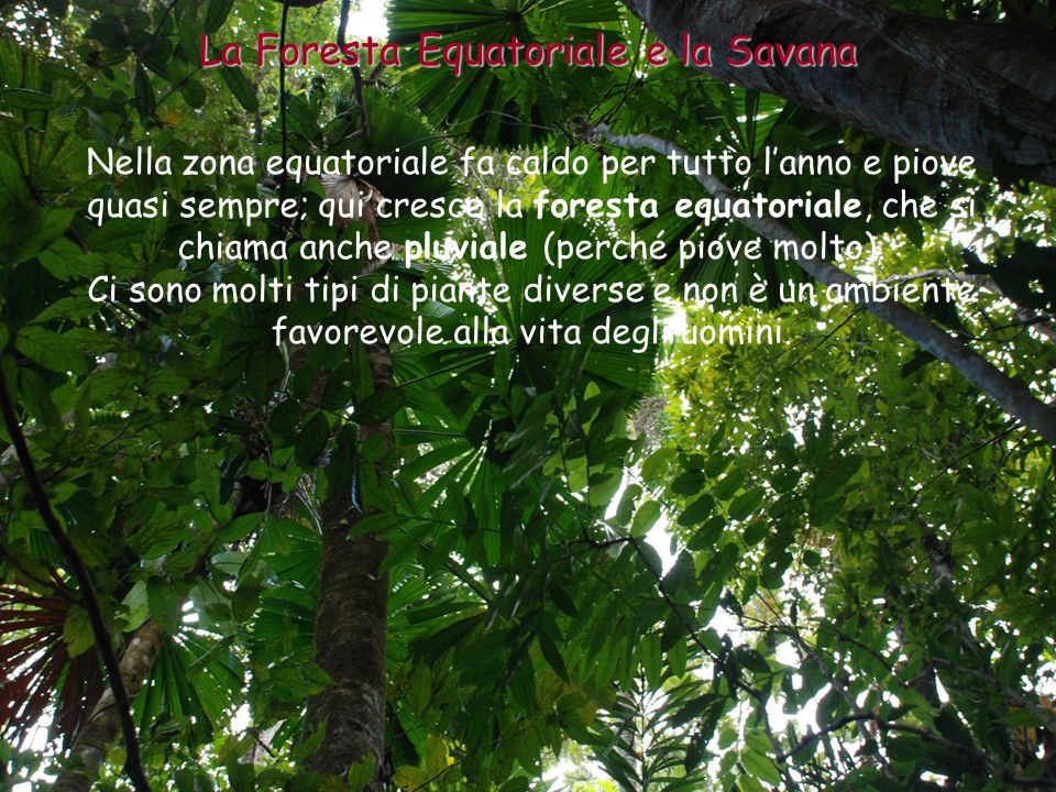La Foresta Equatoriale e la Savana