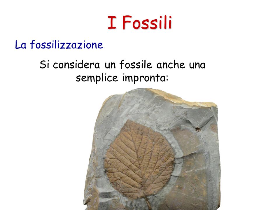 Si considera un fossile anche una semplice impronta: