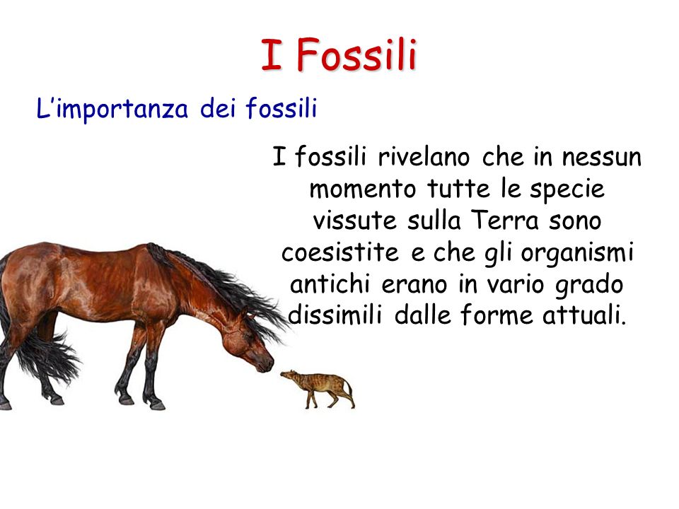 I Fossili L’importanza dei fossili