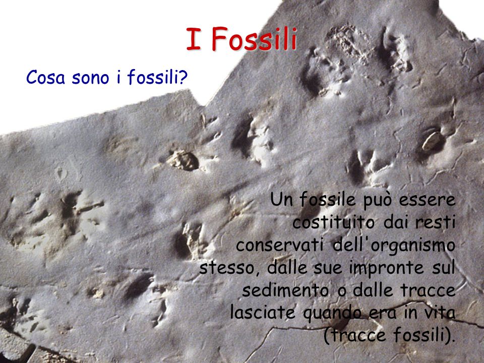 I Fossili Cosa sono i fossili