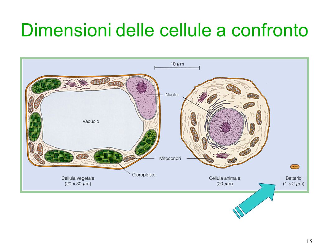 Dimensioni delle cellule a confronto