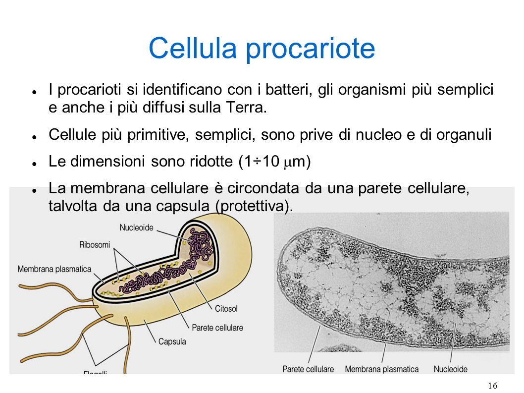 Cellula procariote I procarioti si identificano con i batteri, gli organismi più semplici e anche i più diffusi sulla Terra.