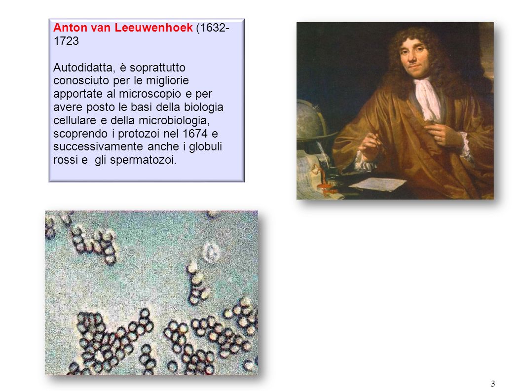 Anton van Leeuwenhoek (