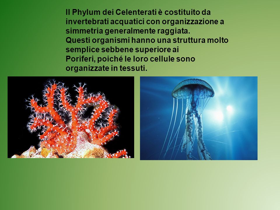 Il Phylum dei Celenterati è costituito da invertebrati acquatici con organizzazione a simmetria generalmente raggiata.