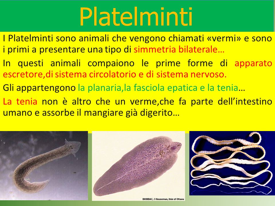 Platelminti I Platelminti sono animali che vengono chiamati «vermi» e sono i primi a presentare una tipo di simmetria bilaterale…