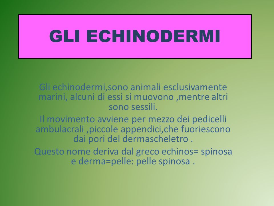 GLI ECHINODERMI Gli echinodermi,sono animali esclusivamente marini, alcuni di essi si muovono ,mentre altri sono sessili.