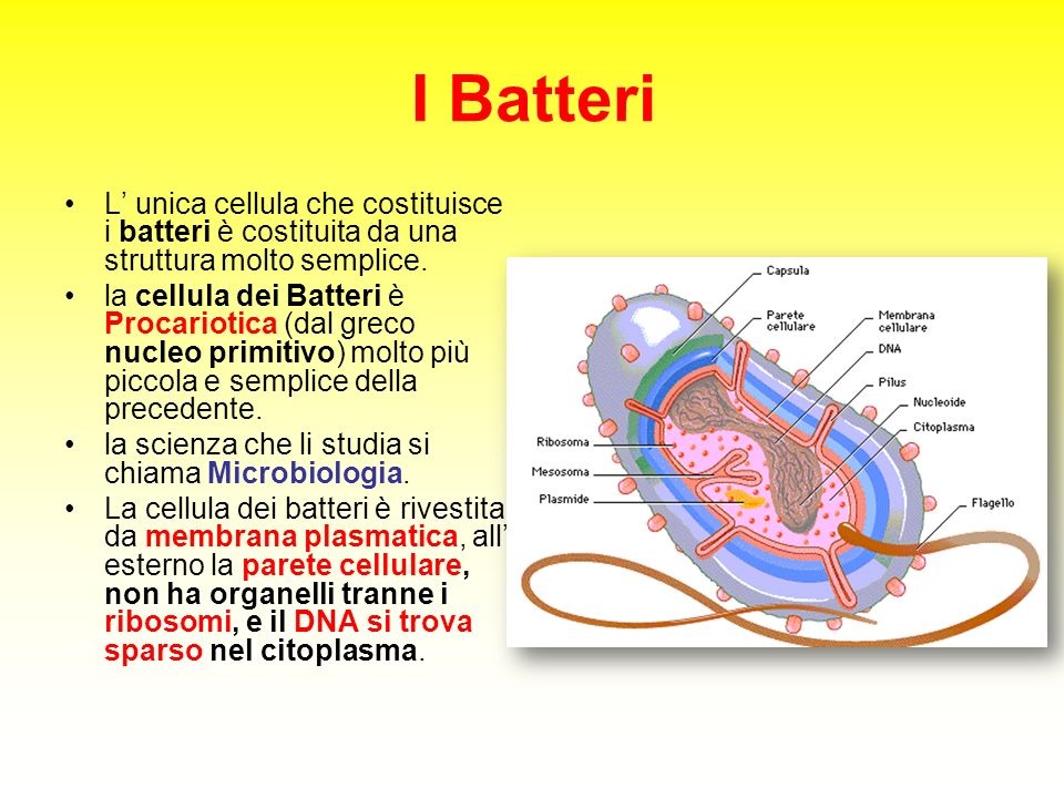 I Batteri L’ unica cellula che costituisce i batteri è costituita da una struttura molto semplice.