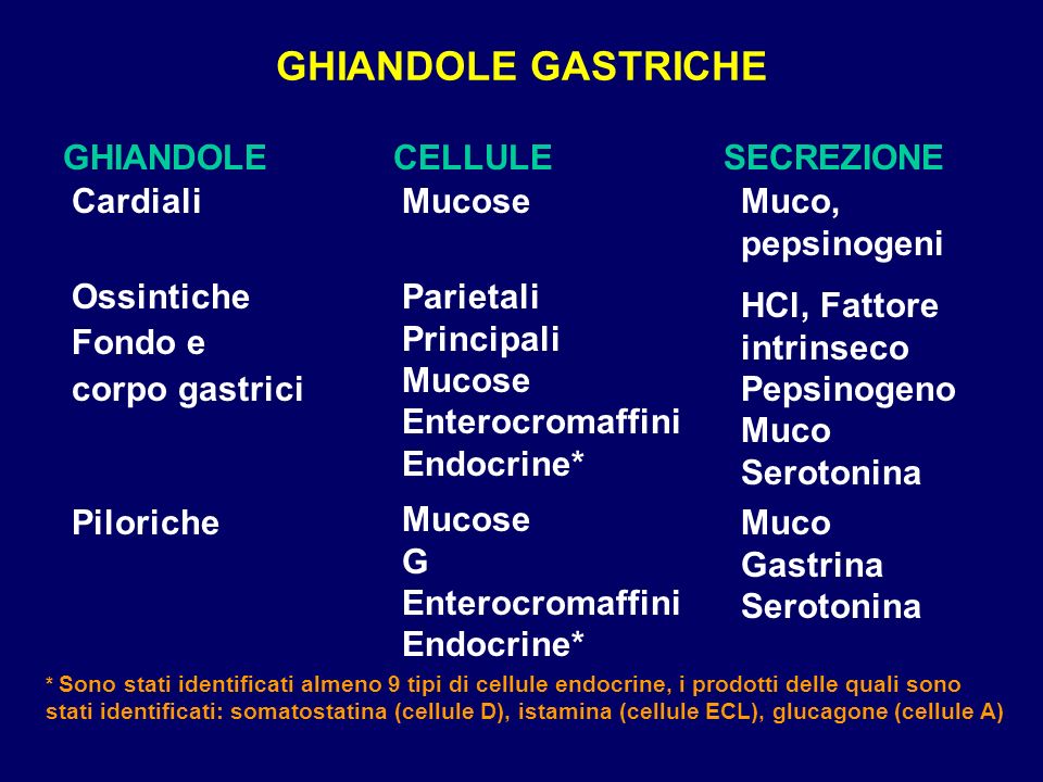 GHIANDOLE GASTRICHE GHIANDOLE CELLULE SECREZIONE Cardiali Mucose