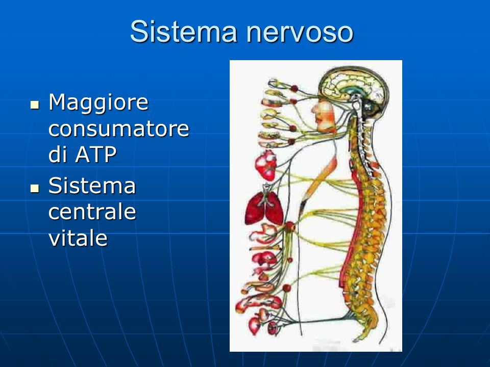 Sistema nervoso Maggiore consumatore di ATP Sistema centrale vitale