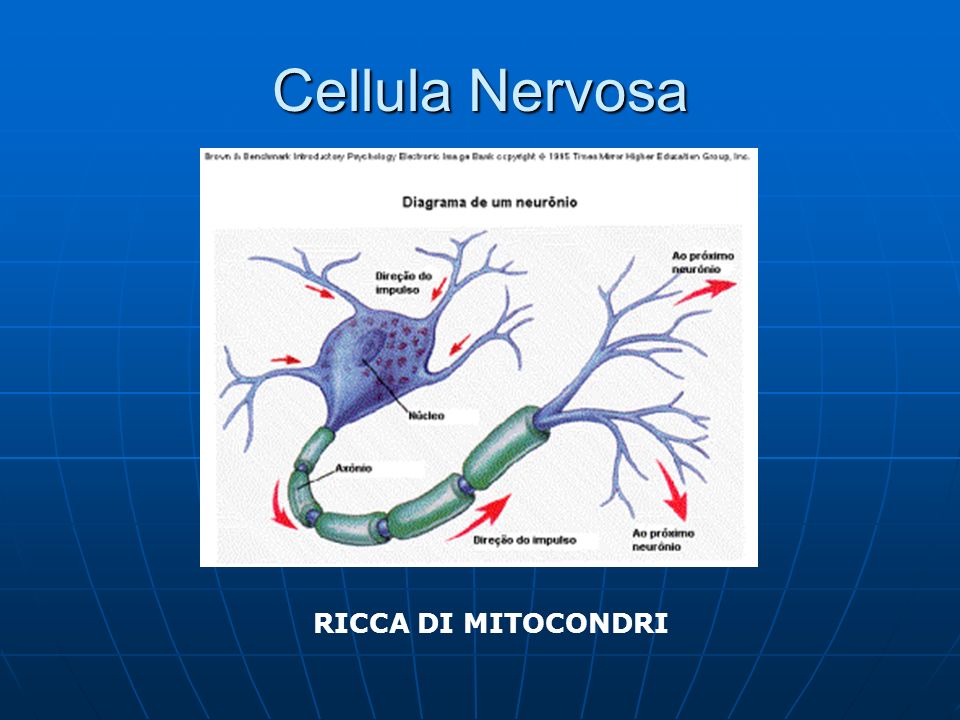 Cellula Nervosa RICCA DI MITOCONDRI