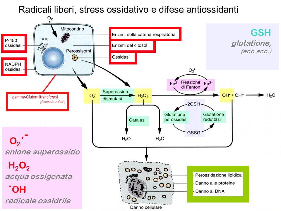 H2O2 .OH Radicali liberi, stress ossidativo e difese antiossidanti GSH