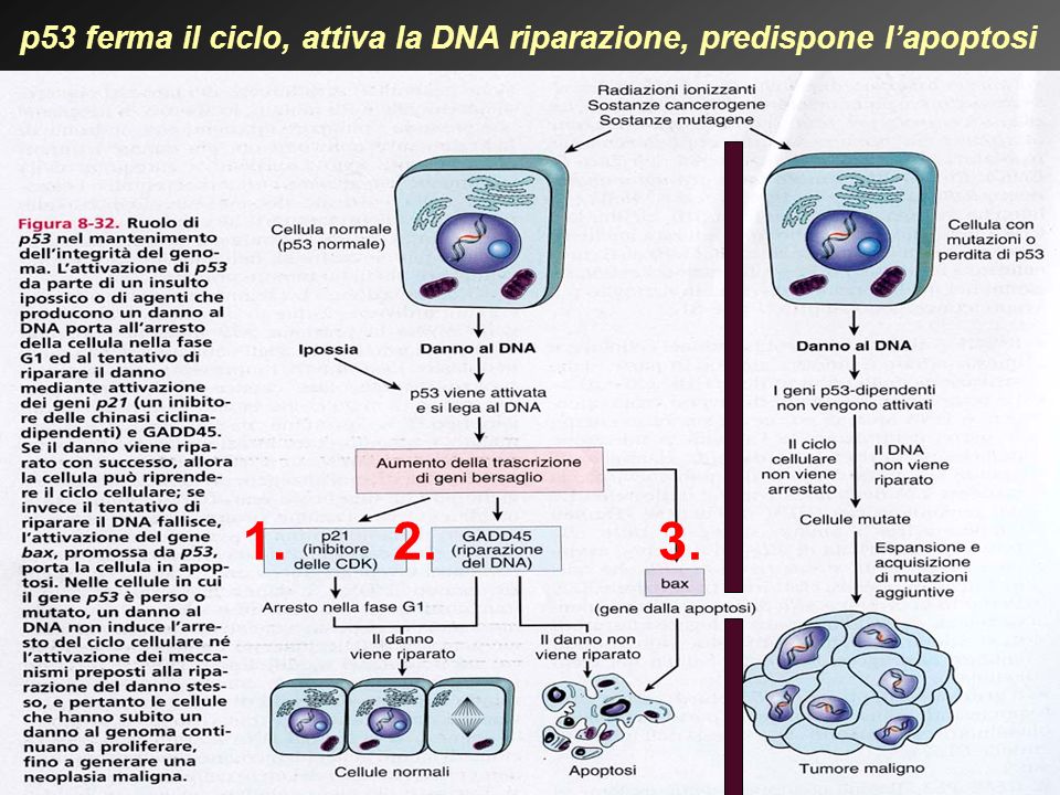 p53 ferma il ciclo, attiva la DNA riparazione, predispone l’apoptosi