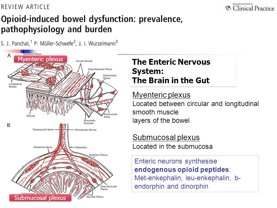 The Enteric Nervous System: The Brain in the Gut