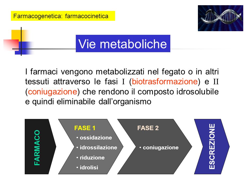 Farmacogenetica: farmacocinetica