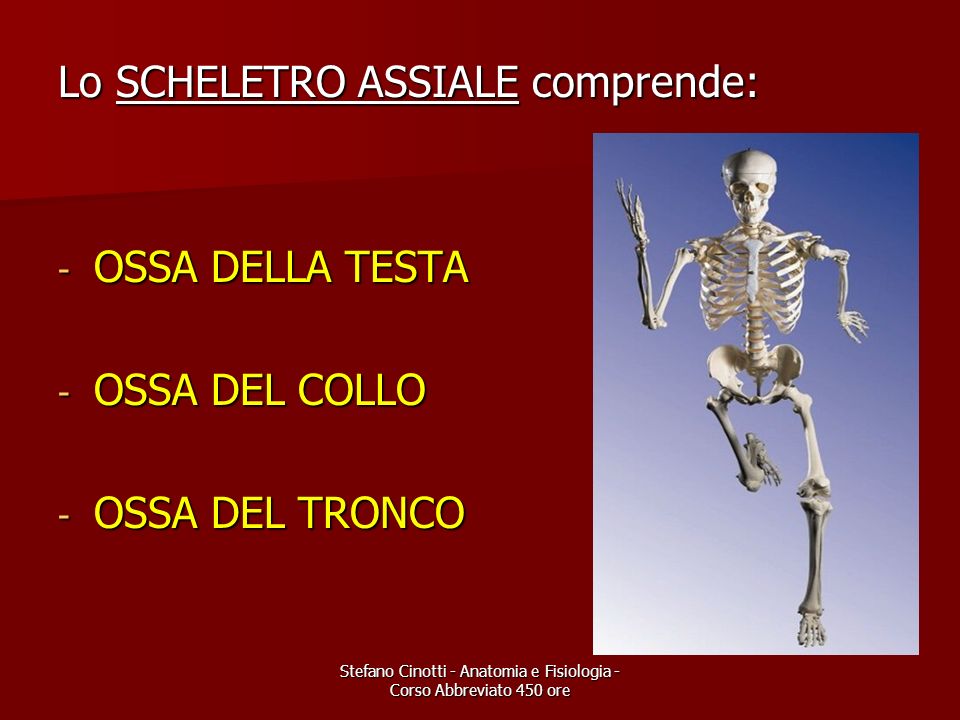 Stefano Cinotti - Anatomia e Fisiologia - Corso Abbreviato 450 ore