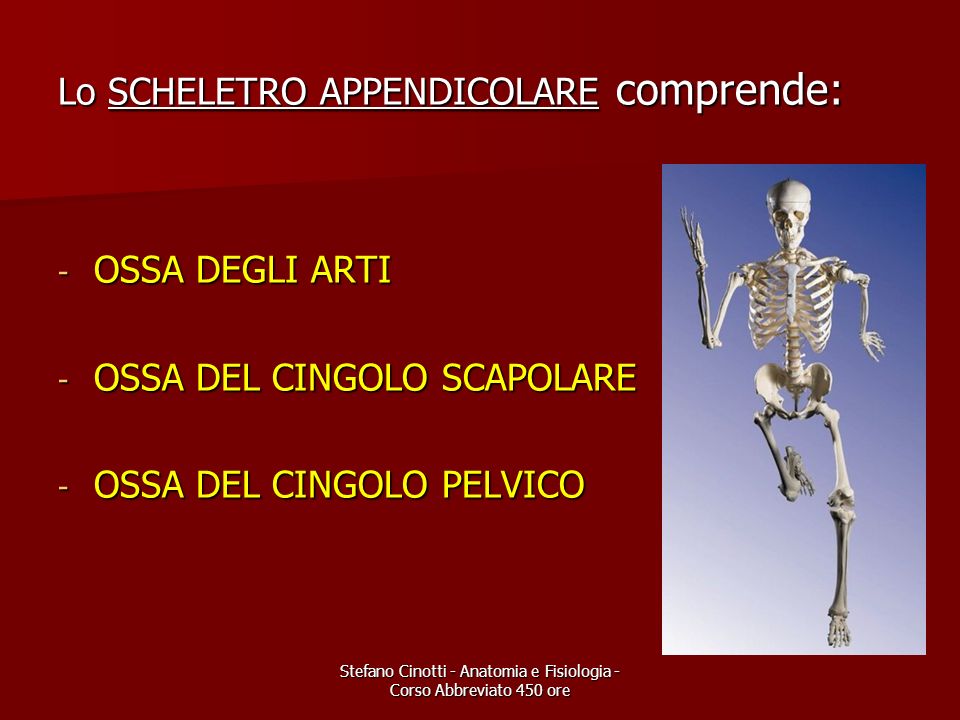 Stefano Cinotti - Anatomia e Fisiologia - Corso Abbreviato 450 ore