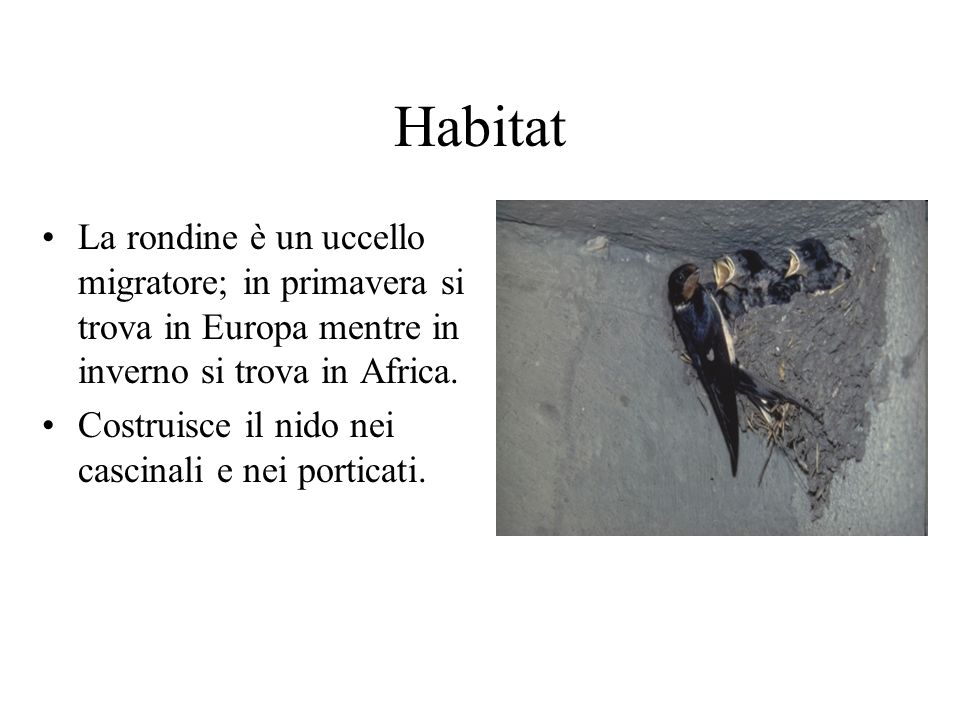 Habitat La rondine è un uccello migratore; in primavera si trova in Europa mentre in inverno si trova in Africa.