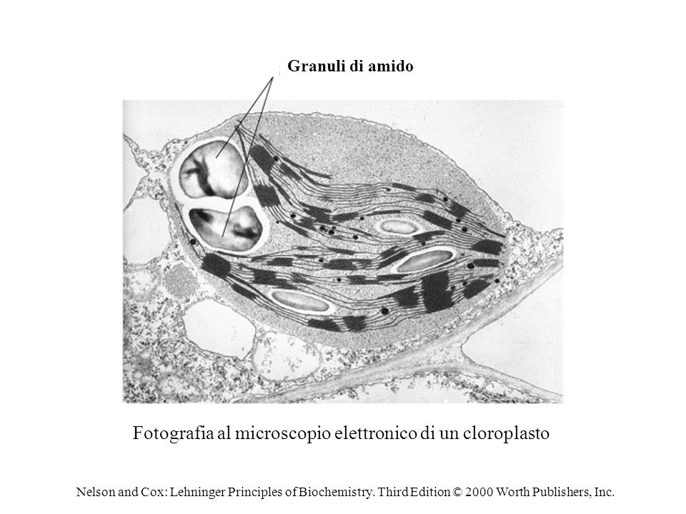 Fotografia al microscopio elettronico di un cloroplasto