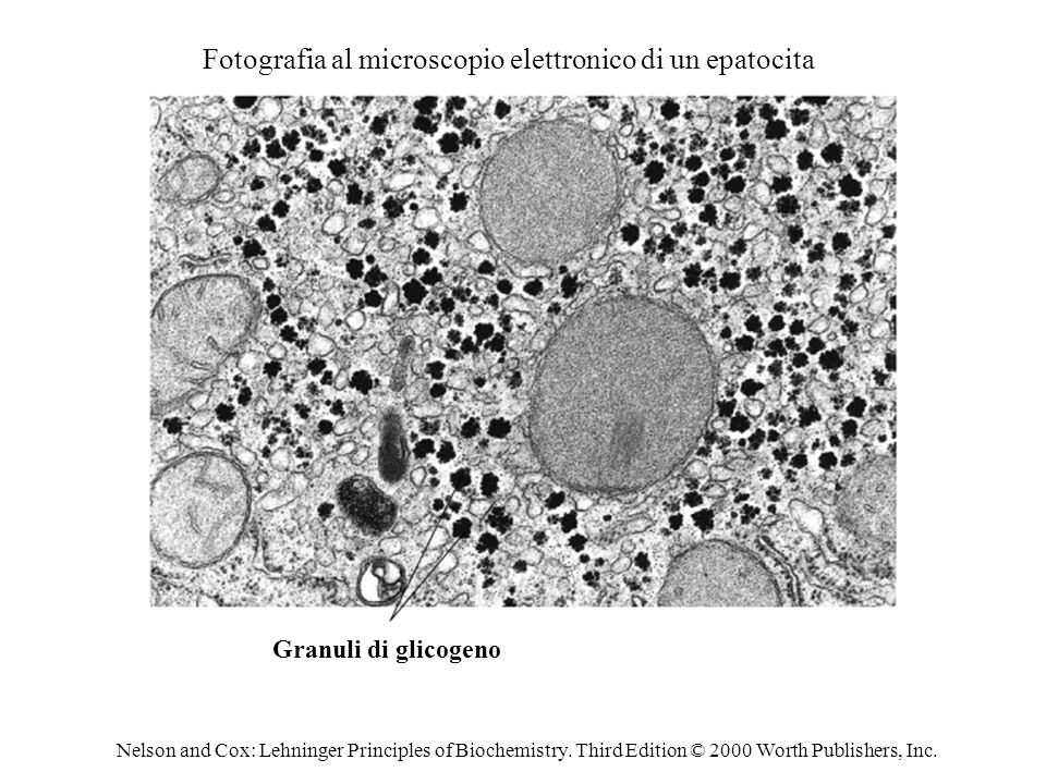 Fotografia al microscopio elettronico di un epatocita