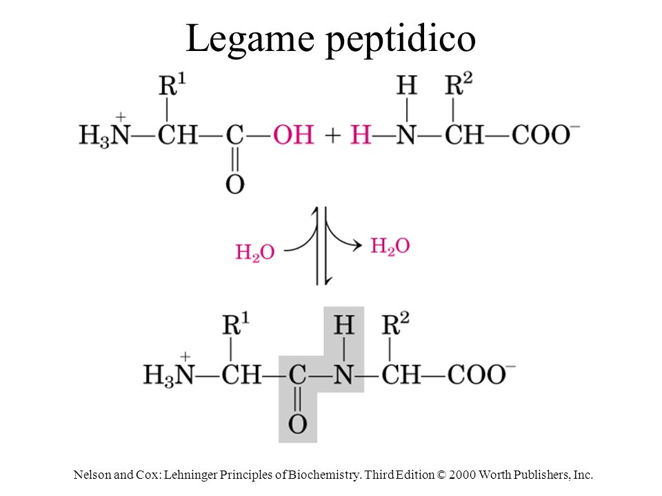 Legame peptidico Nelson and Cox: Lehninger Principles of Biochemistry.