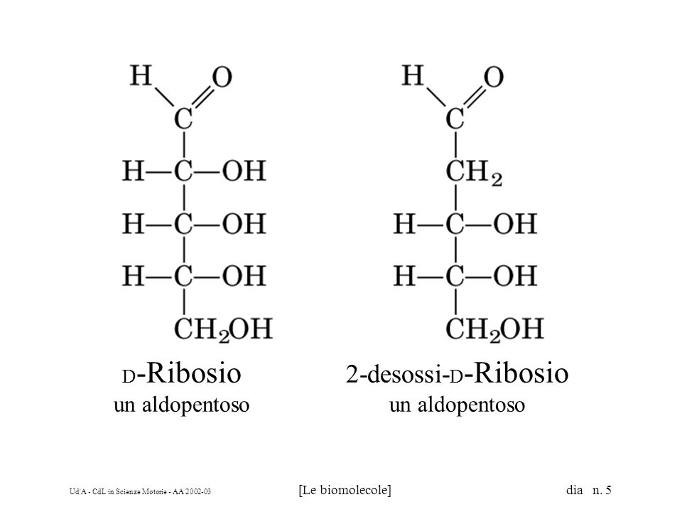 D-Ribosio un aldopentoso 2-desossi-D-Ribosio un aldopentoso