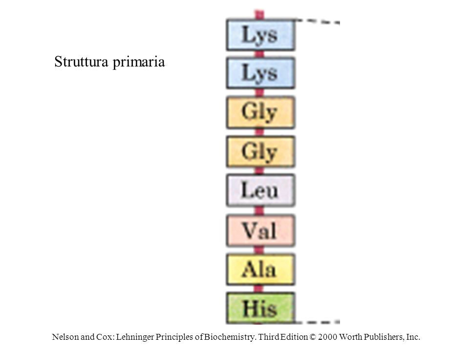 Struttura primaria Nelson and Cox: Lehninger Principles of Biochemistry.