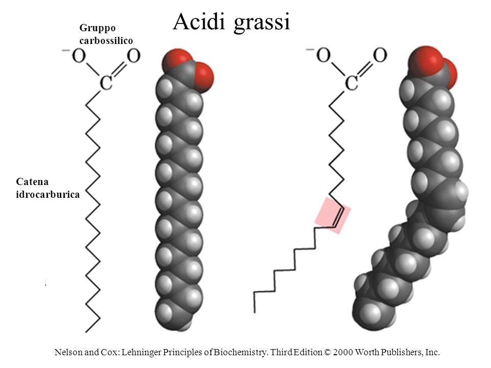 Acidi grassi Gruppo carbossilico Catena idrocarburica