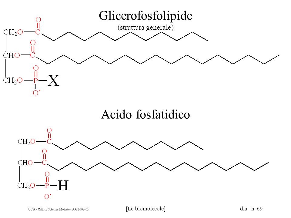 Glicerofosfolipide (struttura generale)
