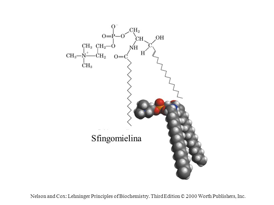 Sfingomielina Nelson and Cox: Lehninger Principles of Biochemistry.