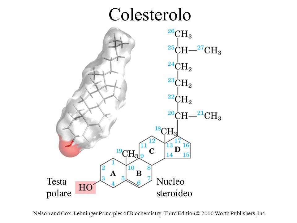 Colesterolo Testa polare Nucleo steroideo