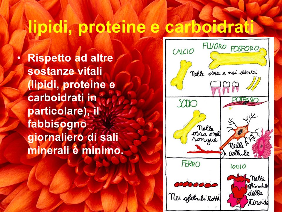 lipidi, proteine e carboidrati