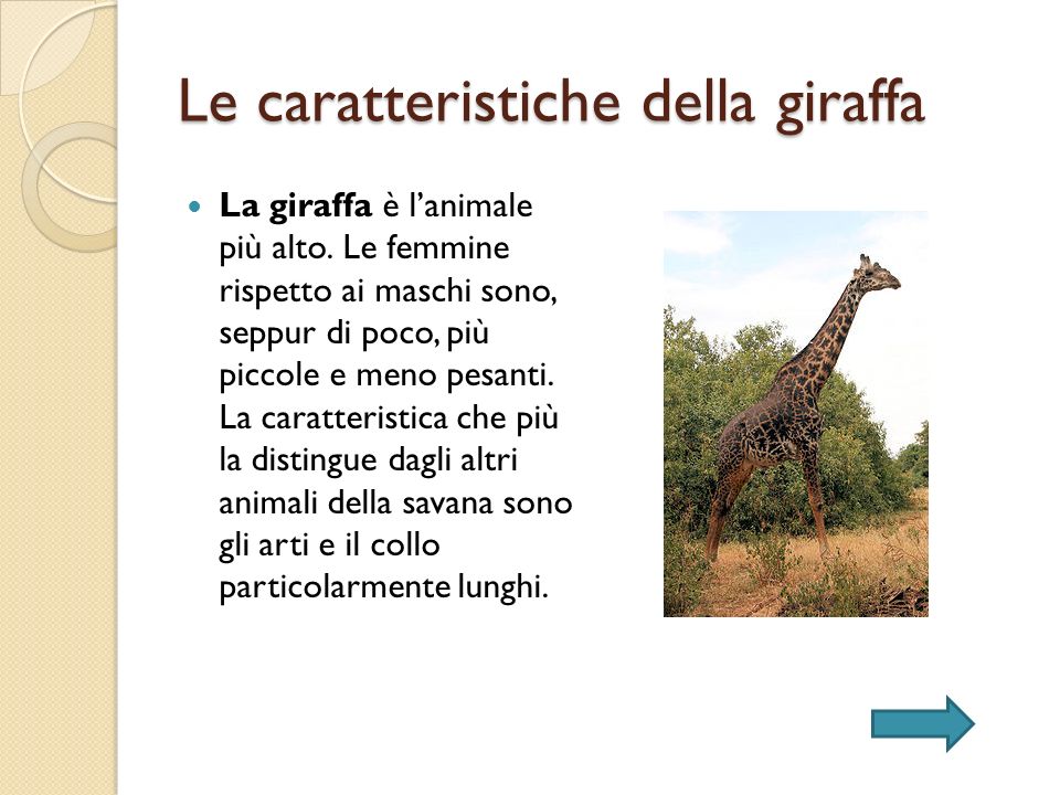 Le caratteristiche della giraffa