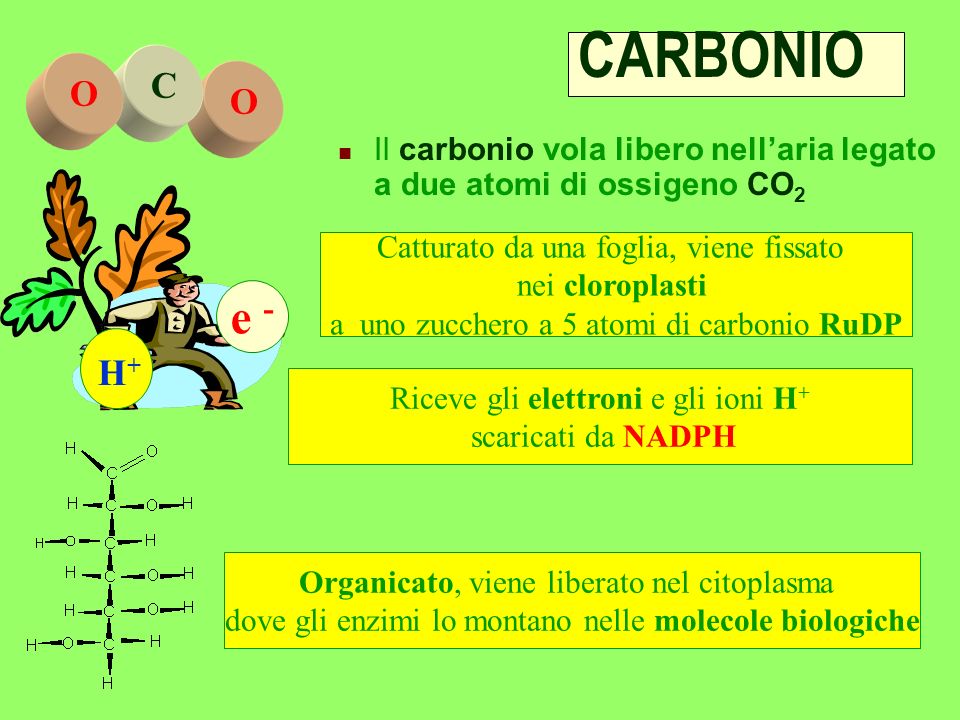 CARBONIO O. C. Il carbonio vola libero nell’aria legato a due atomi di ossigeno CO2. e - H+ Catturato da una foglia, viene fissato.