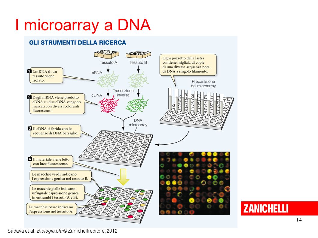 I microarray a DNA 14 Sadava et al. Biologia.blu © Zanichelli editore,
