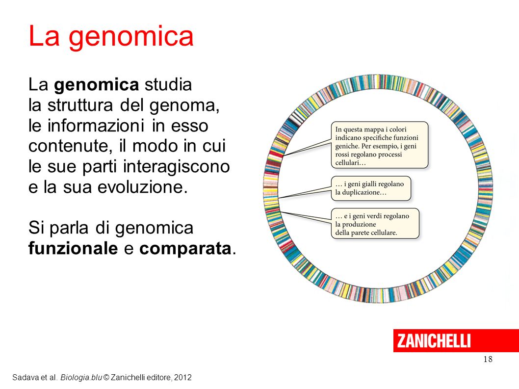 La genomica La genomica studia la struttura del genoma,