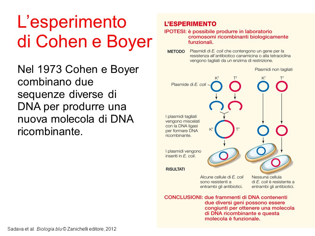 L’esperimento di Cohen e Boyer
