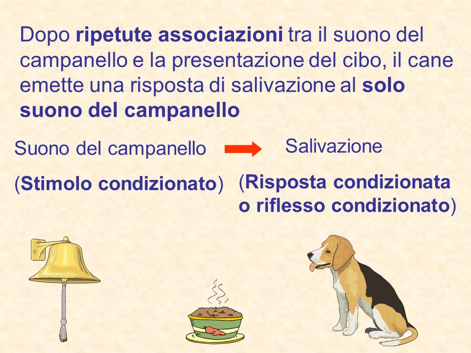Dopo ripetute associazioni tra il suono del campanello e la presentazione del cibo, il cane emette una risposta di salivazione al solo suono del campanello