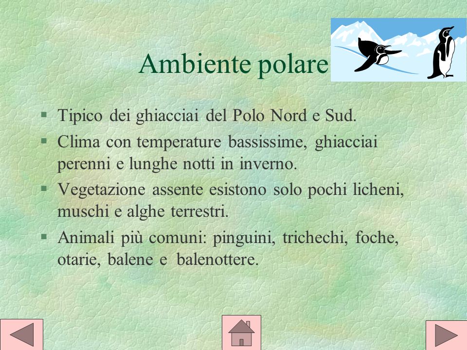 Ambiente polare Tipico dei ghiacciai del Polo Nord e Sud.