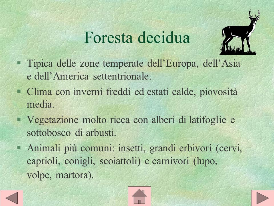 Foresta decidua Tipica delle zone temperate dell’Europa, dell’Asia e dell’America settentrionale.