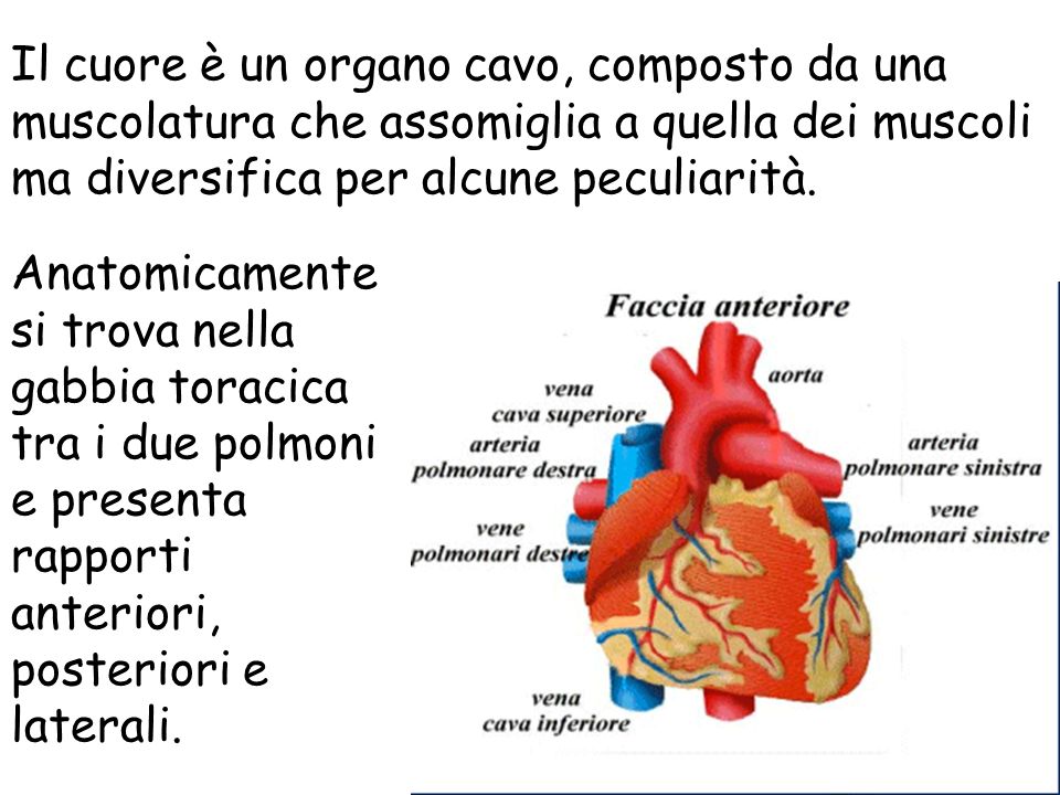 Il cuore è un organo cavo, composto da una muscolatura che assomiglia a quella dei muscoli ma diversifica per alcune peculiarità.