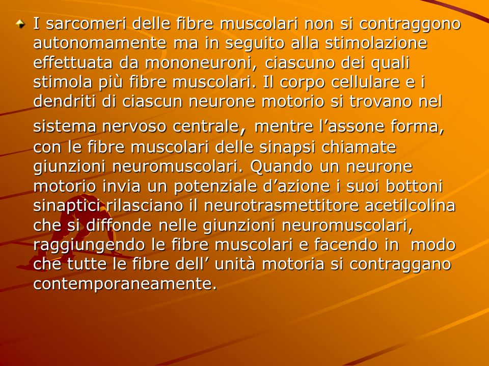 I sarcomeri delle fibre muscolari non si contraggono autonomamente ma in seguito alla stimolazione effettuata da mononeuroni, ciascuno dei quali stimola più fibre muscolari.