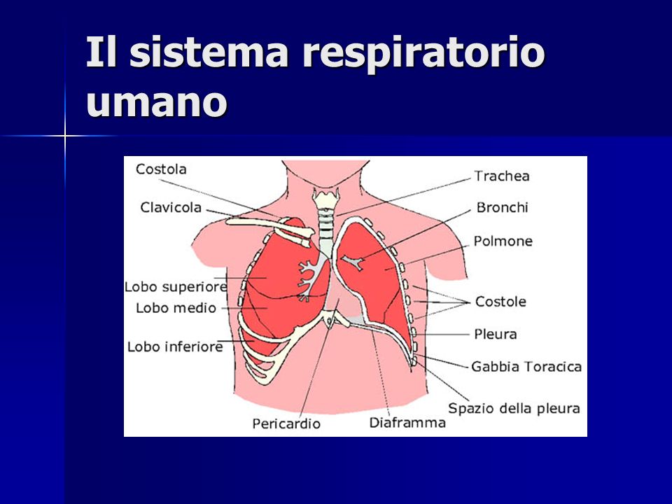 Il sistema respiratorio umano